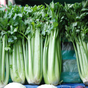 Organic Celery Utah 52-70
