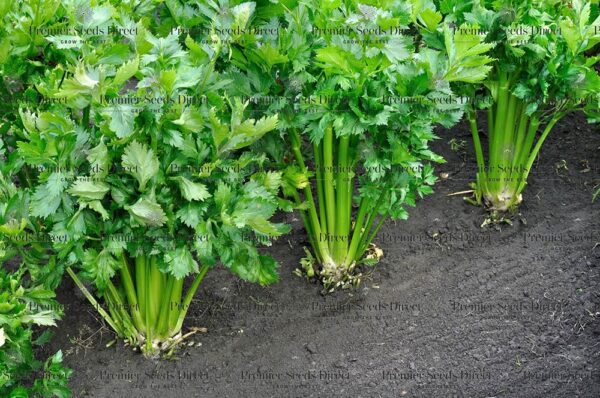 Organic Celery Utah 52-70 - Image 2