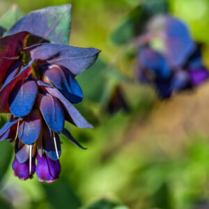 CERINTHE MAJOR