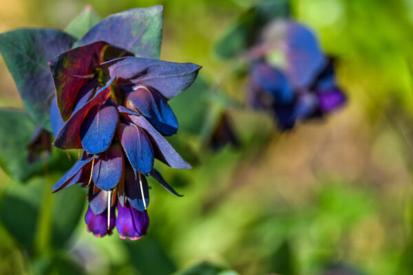 CERINTHE MAJOR