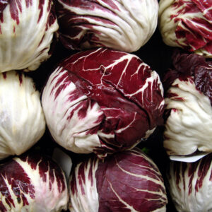 Chicory Red Ball Averto (Med To Late)
