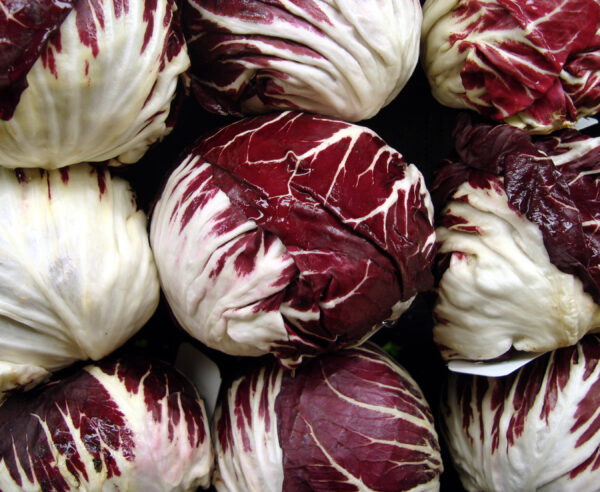 Chicory Red Ball Averto (Med To Late)