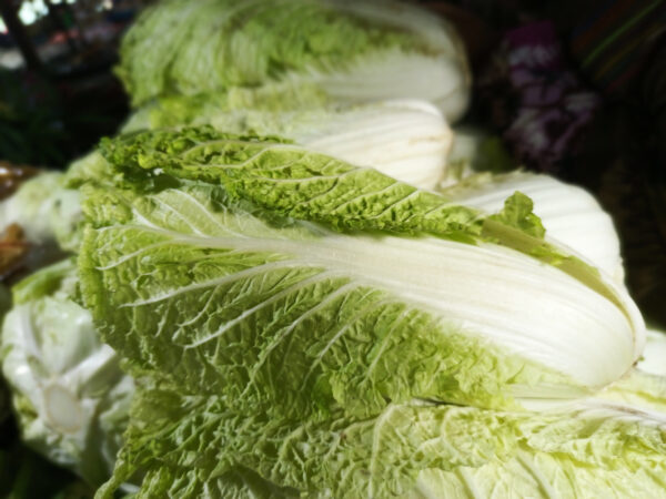 Chinese Cabbage Michihili