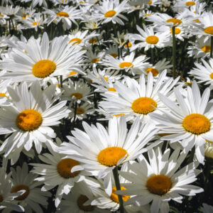 Chrysanthemum Maximum Shasta Daisy