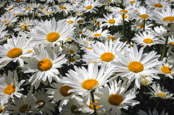 Chrysanthemum Maximum Shasta Daisy