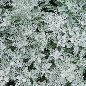 Cineraria Silver Dust