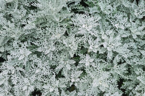 Cineraria Silver Dust