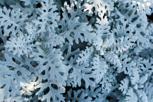 Cineraria Silver Dust - Image 2