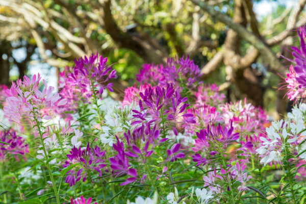 Cleome Spider Plant Cleome new - Image 2