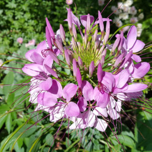 Cleome Spider Plant Cleome new