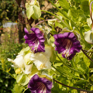 Cobaea Mixed (Cup And Saucer Plant )