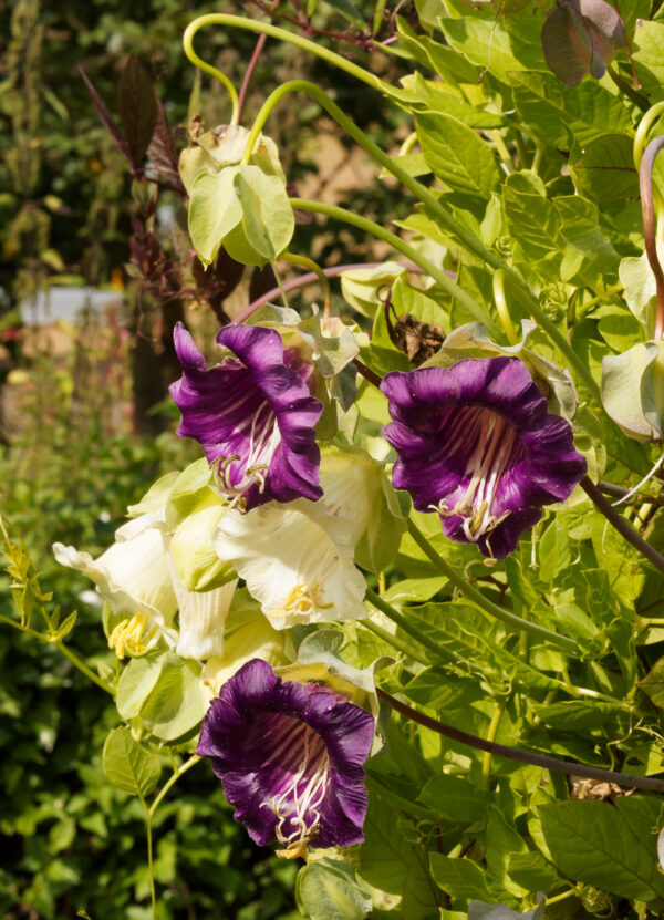 Cobaea Mixed (Cup And Saucer Plant )