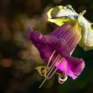 Cobaea Violet (Cup And Saucer Plant )
