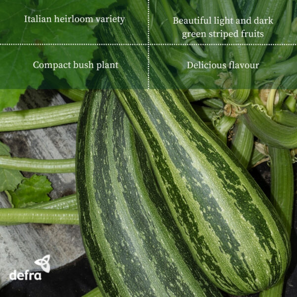 Italian Courgette Cocozelle Di Napoli - Image 2