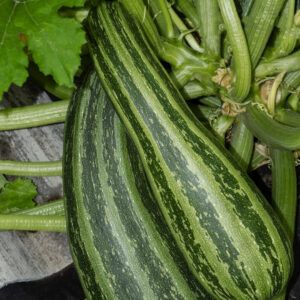 Italian Courgette Cocozelle Di Napoli