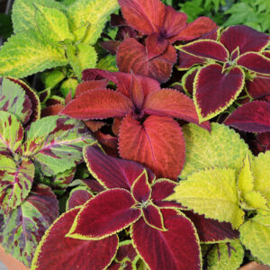 Coleus Wizard Mix