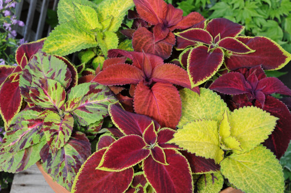 Coleus Wizard Mix