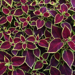Coleus Wizard Scarlet