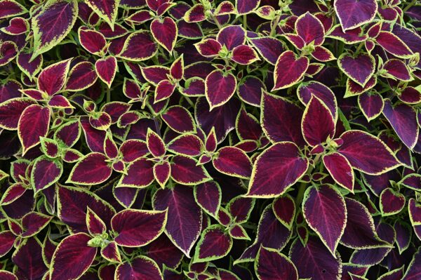 Coleus Wizard Scarlet
