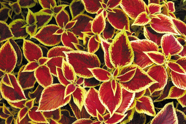 Coleus Wizard Scarlet - Image 2