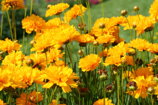 Coreopsis Early Sunrise - Image 2