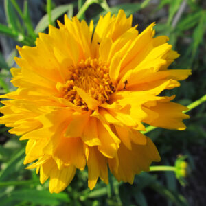 Coreopsis Early Sunrise