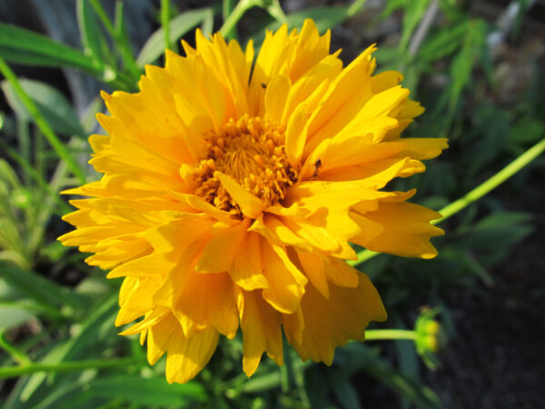 Coreopsis Early Sunrise
