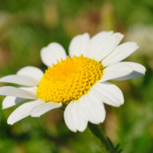 Corn Chamomile Anthems Arvensis Wild Flower