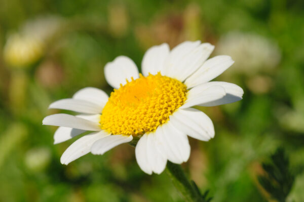 Corn Chamomile Anthems Arvensis Wild Flower