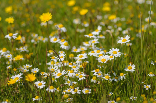 Corn Chamomile Anthems Arvensis Wild Flower - Image 3