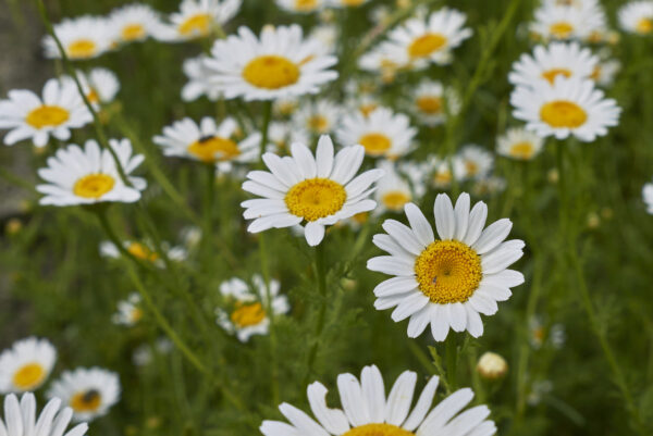 Corn Chamomile Anthems Arvensis Wild Flower - Image 2