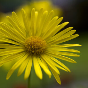 Corn Marigold Glebionis Segetum