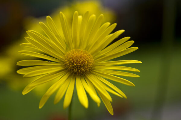 Corn Marigold Glebionis Segetum