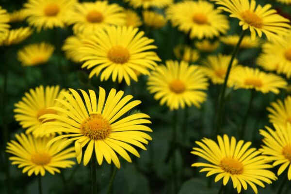 Corn Marigold Glebionis Segetum - Image 2