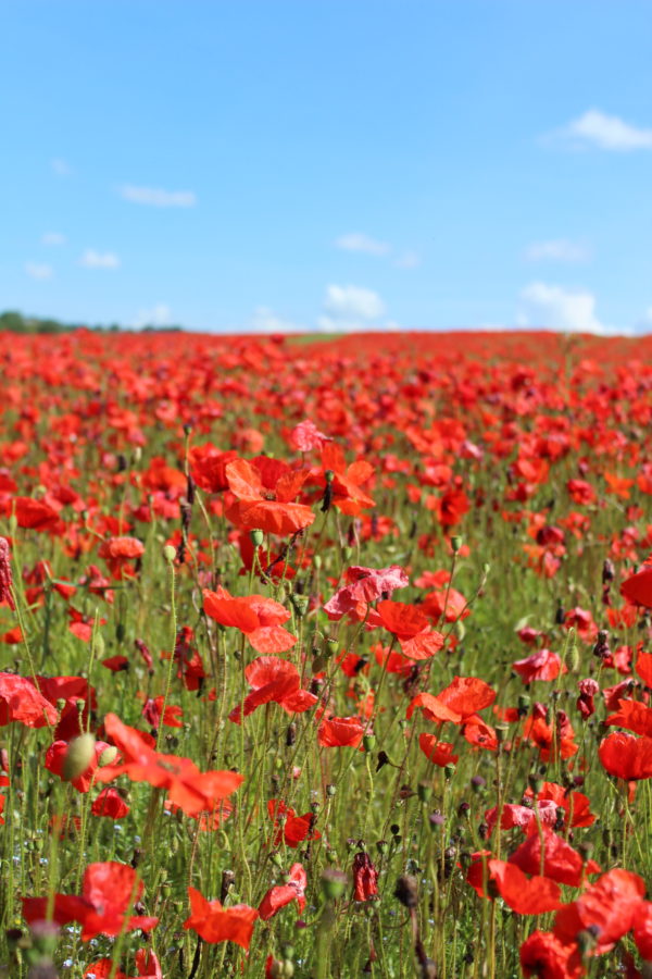 Corn Red Field Poppy Flanders Papaver Rhoeas - Image 4