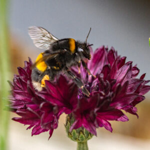 Cornflower Black Ball