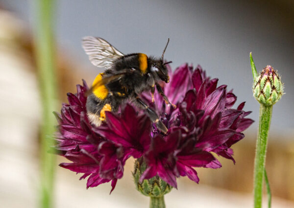 Cornflower Black Ball