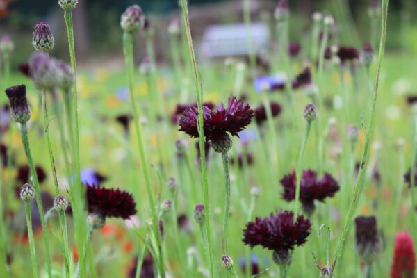 Cornflower Black Ball - Image 3