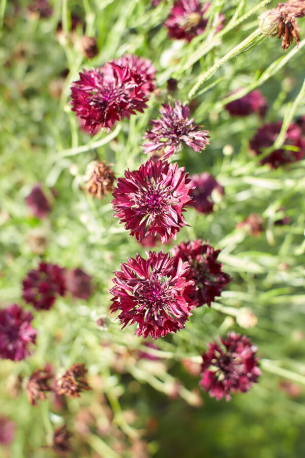 Cornflower Black Ball - Image 5