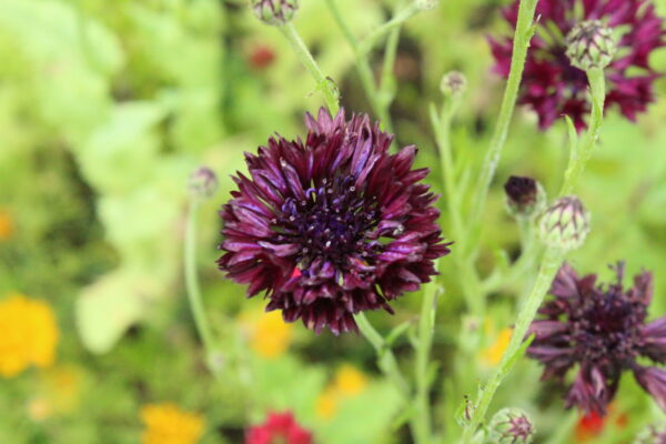Cornflower Black Ball - Image 2