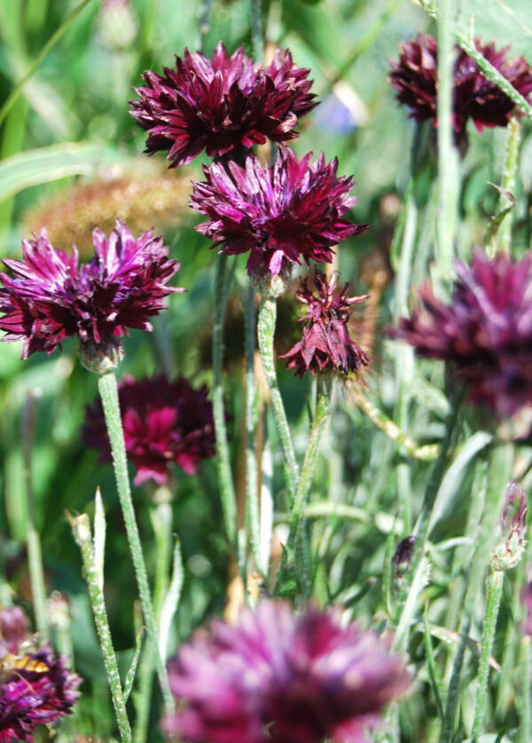 Cornflower Black Ball - Image 4