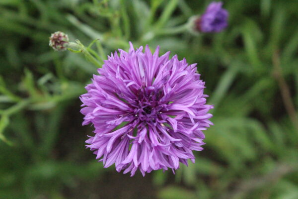 Cornflower Mauve Boy - Image 2