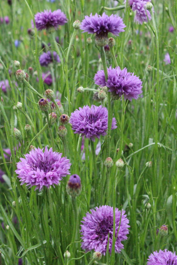 Cornflower Mauve Boy - Image 3