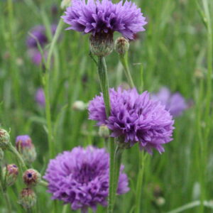 Cornflower Mauve Boy