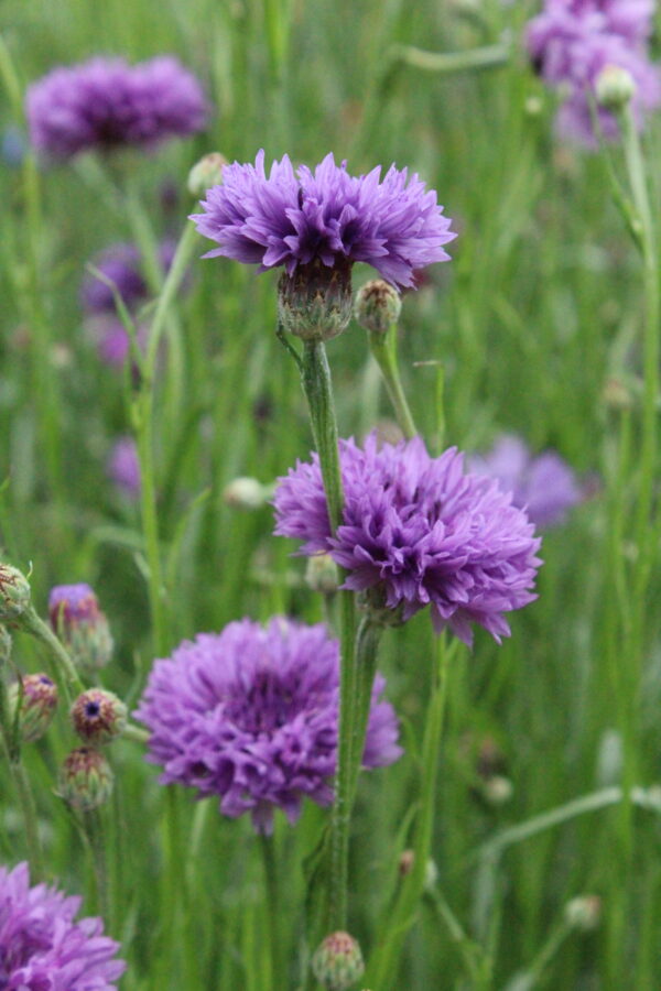 Cornflower Mauve Boy