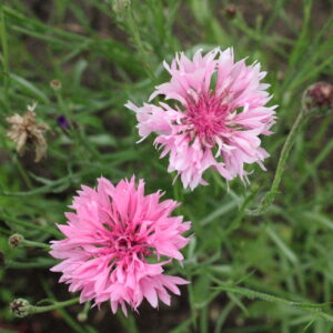 Cornflower Centaurea Cyanus Pink