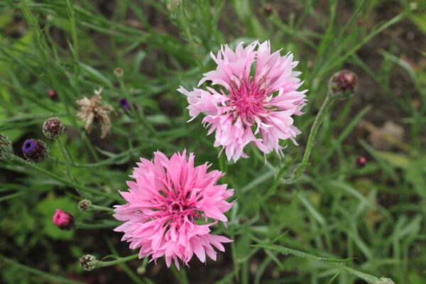 Cornflower Centaurea Cyanus Pink