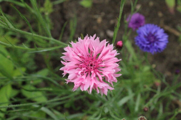 Cornflower Centaurea Cyanus Pink - Image 2