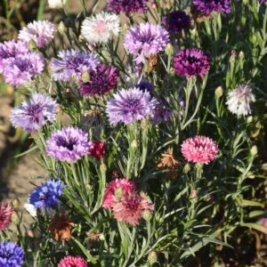 Cornflower Polka Dot Mix