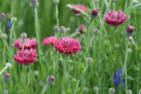 Cornflower Centaurea Cyanus Red Boy - Image 2